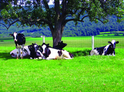 Article on heatstress in cattle