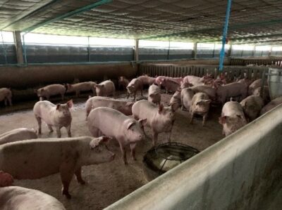 Asia update: African Swine Fever - Kela Health